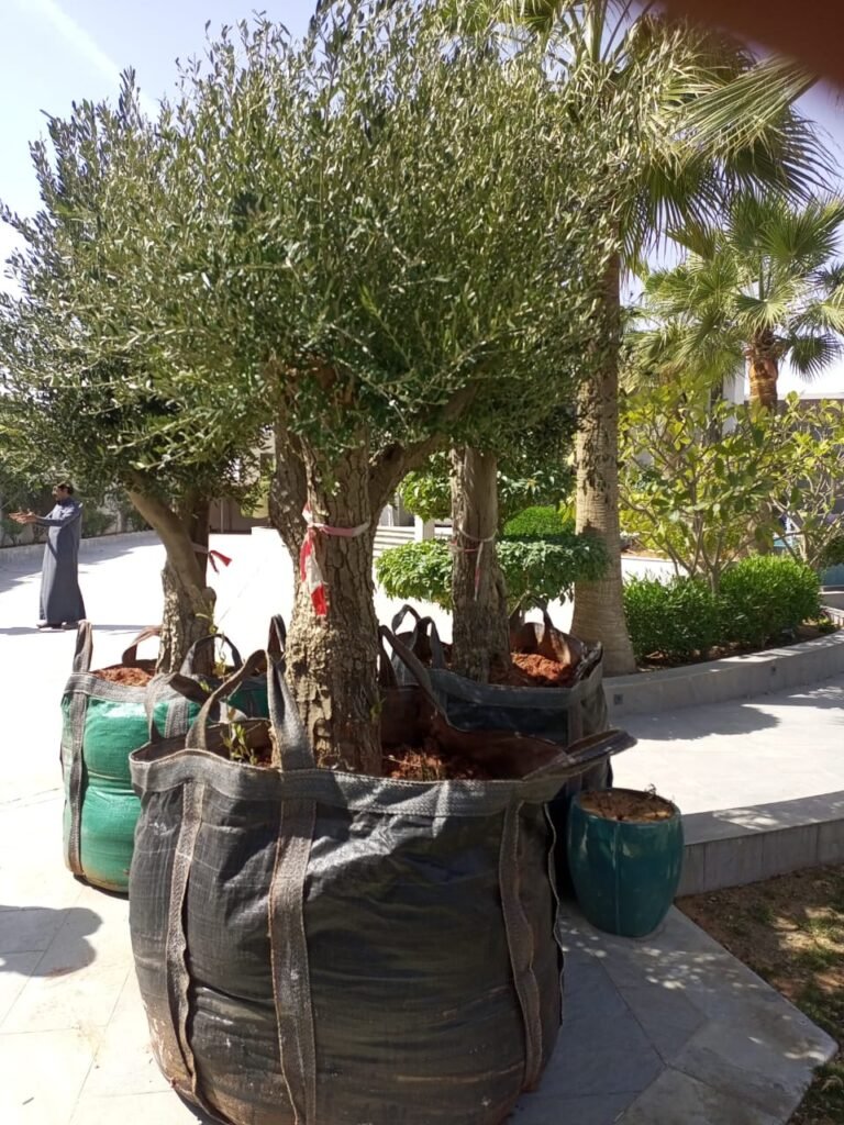 مقاول توريد وغرس اشجار زيتون افضل شركة —لتوريد اشجار الزيتون ✅️📞0500483215 توريد الا جميع مناطق المملكة وباسعار مناسبة