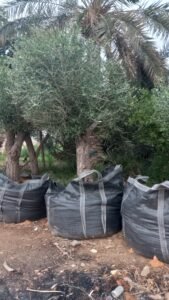 مشاتل الرياض توريد الا جميع مناطق المملكة