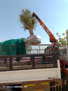 مشاتل توريد أشجار زيتون