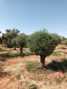 زيتون من الدرجة الاولا