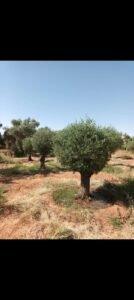 اشجار زيتون قزم