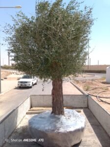 تشجير وتوريد زيتون