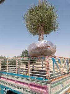 أشجار زيتون مفرع