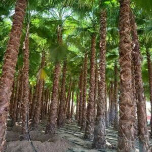 افضل مشتل في الرياض لتوريد النخل الا جميع مناطق المملكة 