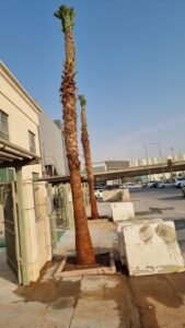 افضل الحلول لزينة 