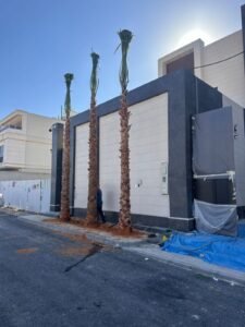 افضل انواع النخل لزينة