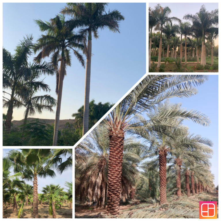 مقاول زراعة نخيل الرياض|توريد نخيل في الرياض|زراعة نخيل في الرياض | توريد نخيل جدة| 0500483215